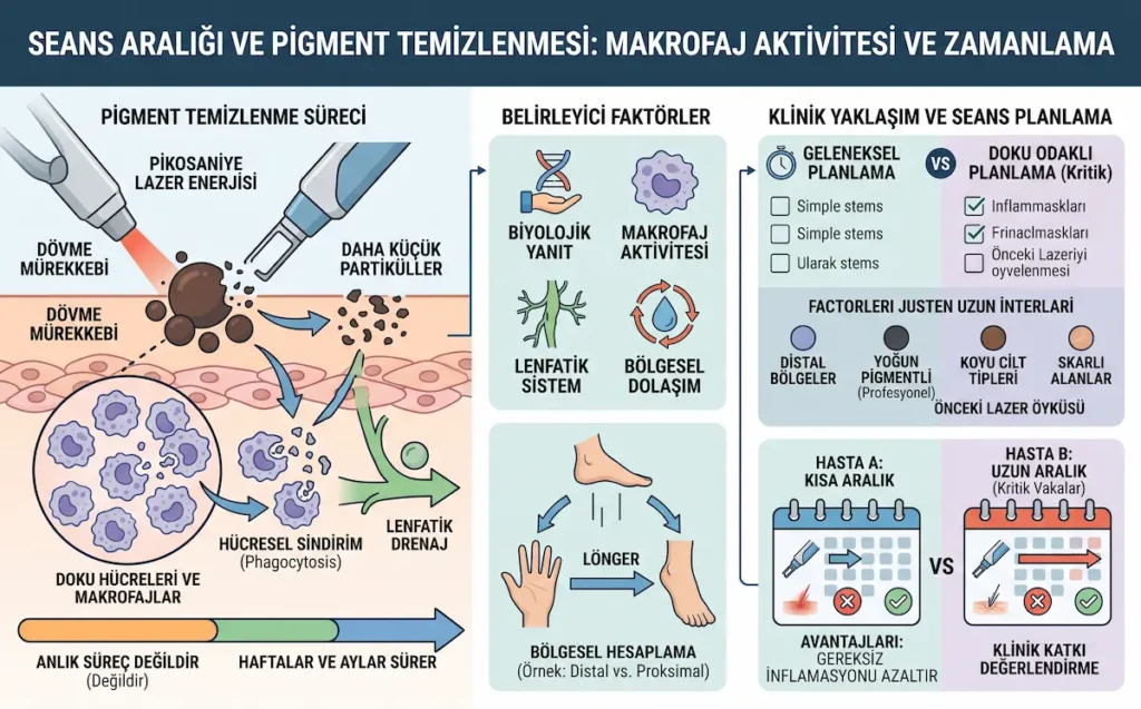 Pikosaniye lazer dövme silme işleminde seans aralığı, makrofaj aktivitesi ve pigment temizlenmesini gösteren klinik infografik